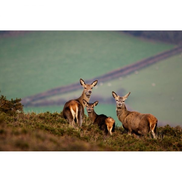 Come With Us To Exmoor photo of red deer