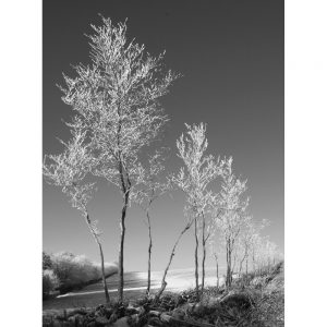 Reach For The Sky black and white photograph of winter frost on Exmoor