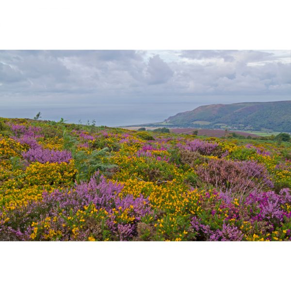 The Colour Of My Heart landscape photograph on Exmoor