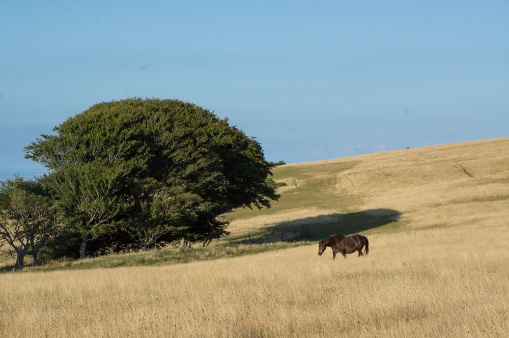 Visited by an Exmoor pony during my Birthday Picnic Exmoor - 