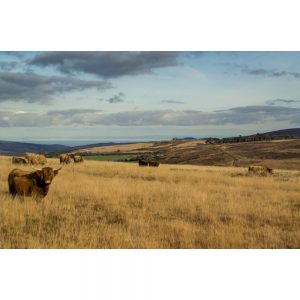 Highland Cattle On Exmoor