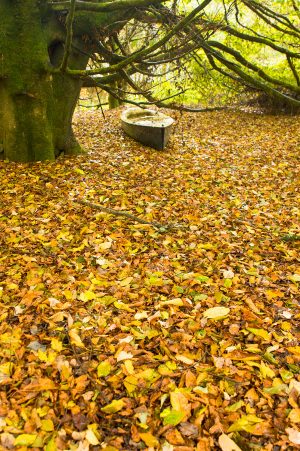 Autumn Tide At Wimbleball Lake with autumn leaves and boat